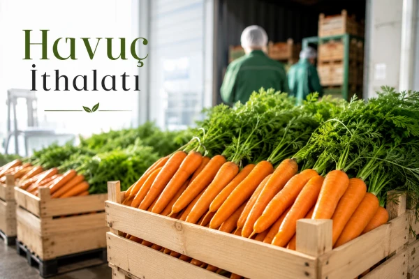 Antalya Havuç İthalatı